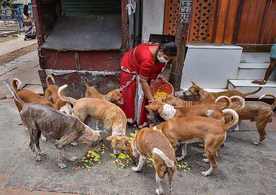 ಬೀದಿ ನಾಯಿಗಳ ಸ್ಥಳಾಂತರ ಬೇಡ: ದೆಹಲಿಯಲ್ಲಿ ಶ್ವಾನ ಪ್ರಿಯರ ಪ್ರತಿಭಟನೆ 