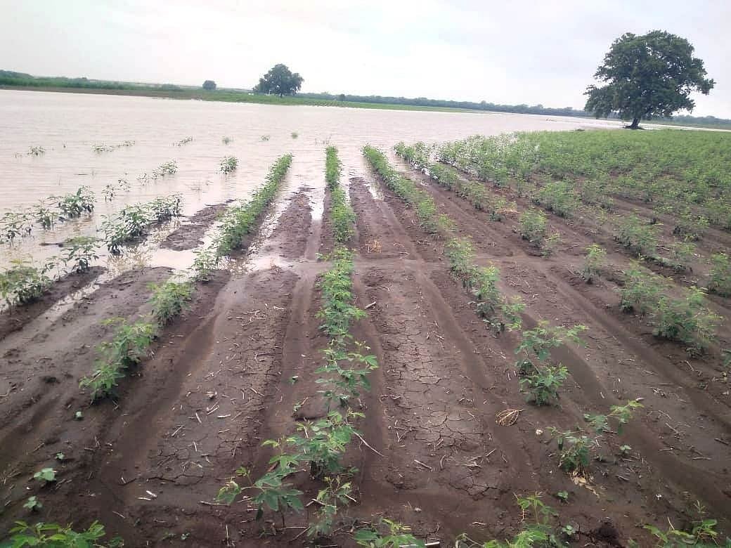 ದೇವರಹಿಪ್ಪರಗಿ | ಮಳೆ: ಬೆಳೆಗಳು ಜಲಾವೃತ, ರೈತ ಕಂಗಾಲು