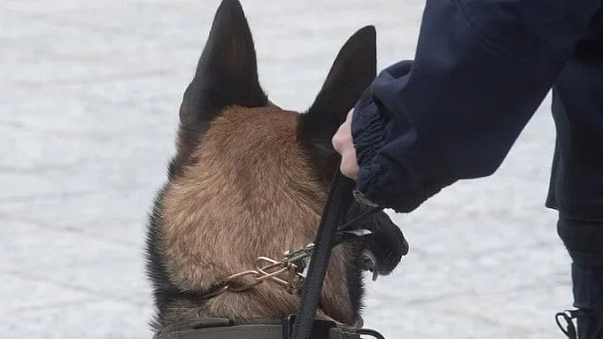 ಸುಪ್ರೀಂ ಕೋರ್ಟ್ ತೀರ್ಪು: ಉತ್ತರ ಪ್ರದೇಶದಲ್ಲಿ ಶ್ವಾನಪ್ರಿಯರು, ಅರ್ಚಕರ ಸ್ವಾಗತ