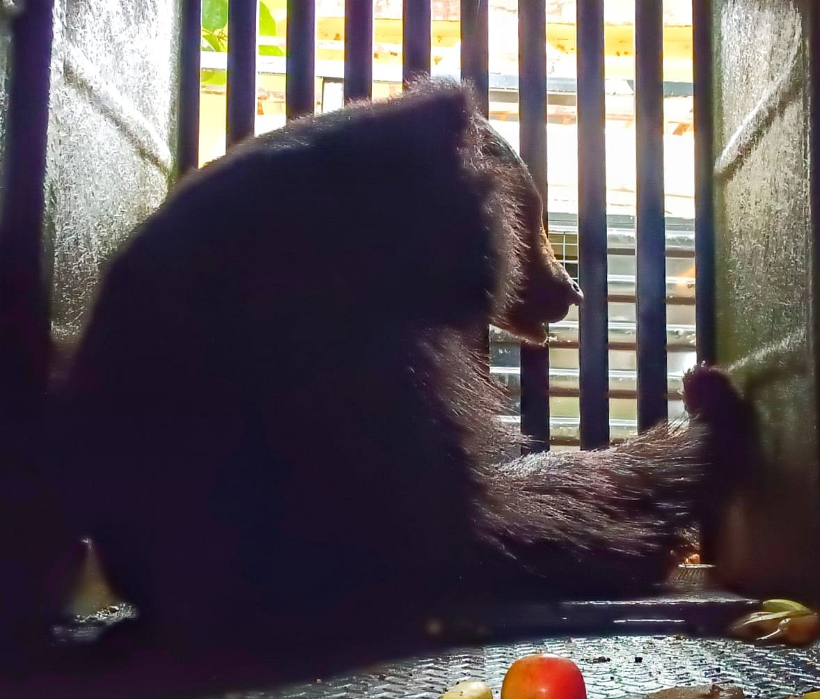 ಹೊಸಪೇಟೆ: ಮರವೇರಿ ಕುಳಿತಿದ್ದ ಕರಡಿಗೆ ಅರಿವಳಿಕೆ ಚುಚ್ಚುಮದ್ದು ನೀಡಿ ಸೆರೆ