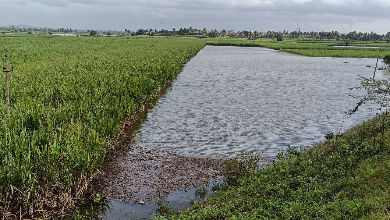 ಚಿಕ್ಕೋಡಿ ತಾಲ್ಲೂಕಿನ ಕಲ್ಲೋಳ ಗ್ರಾಮದ ಬಳಿಯಲ್ಲಿ ಕೃಷ್ಣಾ ನದಿ ನೀರಿನಿಂದ ಬೆಳೆ ಜಲಾವೃತಗೊಂಡಿದೆ