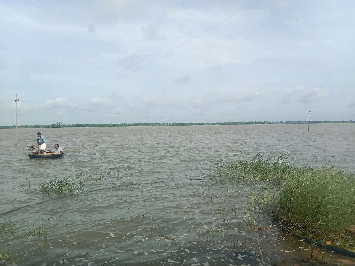 ವಿಜಯಪುರ: ಎತ್ತುಗಳ ಮೈ ತೊಳೆಯಲು ಹೋದ ರೈತನ ಎಳೆದೊಯ್ದ ಮೊಸಳೆ