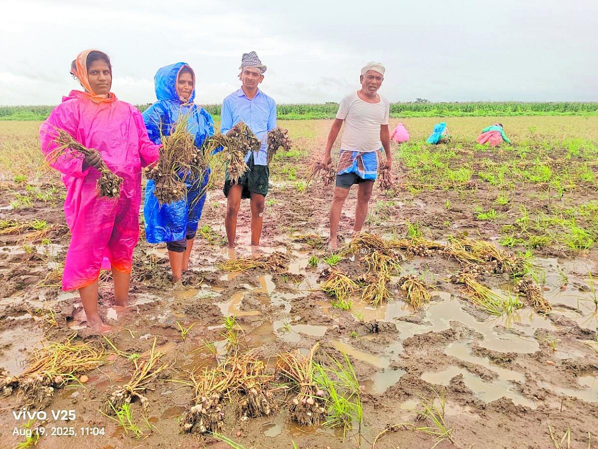 ಕಡರನಾಯ್ಕನಹಳ್ಳಿ: ಭಾರಿ ಮಳೆಗೆ ಕೊಳೆತ ಬೆಳ್ಳುಳ್ಳಿ