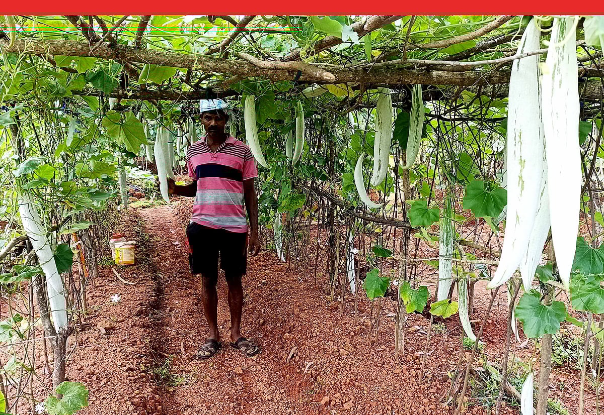 Organic Farming | ಕುಮಟಾ: ತಣ್ಣೀರಕುಳಿಯಲ್ಲಿ ತರಕಾರಿ ಸುಗ್ಗಿ