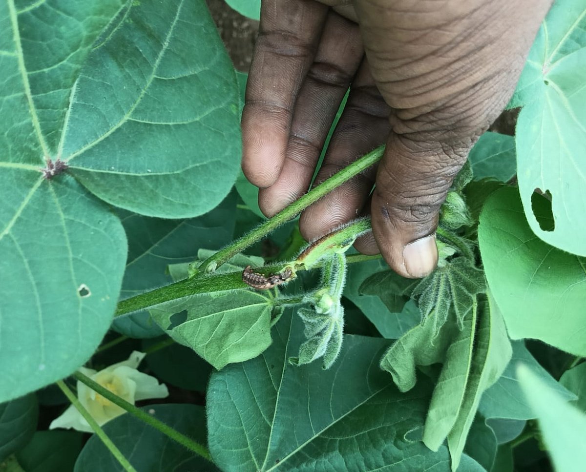 ಹತ್ತಿ ಬೆಳೆಗೆ ಕಂಬಳಿ‌ಹುಳು ಕಾಟ: ಇಳುವರಿ ಕುಂಠಿತಗೊಳ್ಳುವ ಆತಂಕ