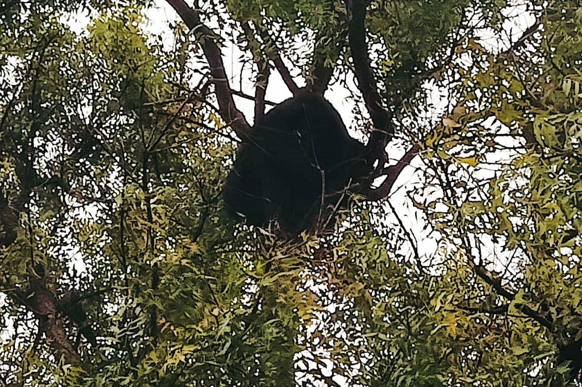 ಕೂಡ್ಲಿಗಿ: ಗ್ರಾಮಕ್ಕೆ ಬಂದು ಮರವೇರಿ ಕುಳಿತ ಕರಡಿ; ಜನರಲ್ಲಿ ಆತಂಕ