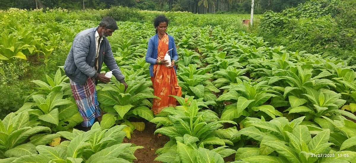 ಹುಣಸೂರು: ಸಿಟಿಆರ್‌ಐ 3 ವರ್ಷದ ಪ್ರಯೋಗ ಯಶಸ್ಸು