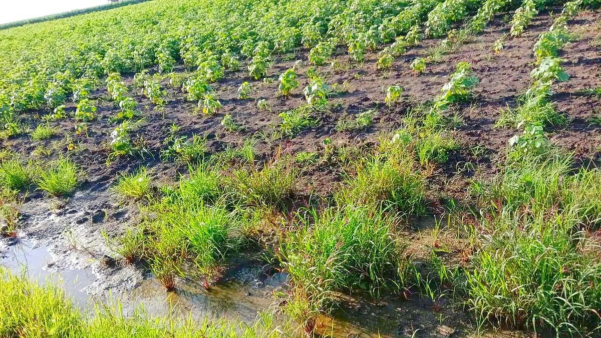 ಸತತ ಮಳೆಗೆ ಶಿಗ್ಗಾವಿ ತಾಲ್ಲೂಕಿನಲ್ಲಿ ಹಲವು ಬೆಳೆ ನಾಶ: ಕಂಗಾಲಾದ ರೈತರು