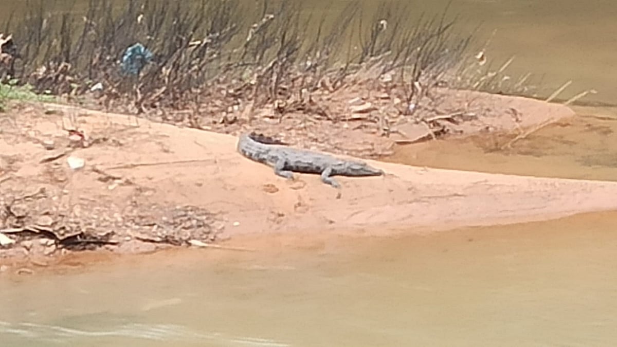 ಪುತ್ತೂರು | ಸರ್ವೆ ಗೌರಿ ಹೊಳೆಯಲ್ಲಿ ಮೊಸಳೆ: ಆತಂಕ