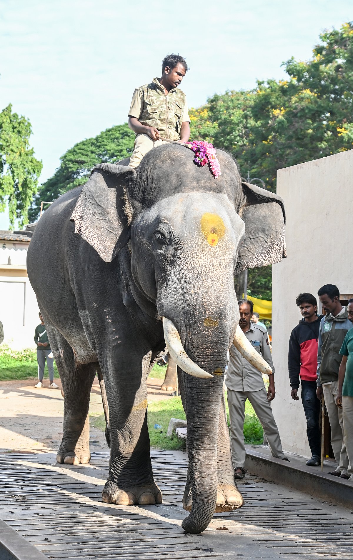 Dasara Elephant Sugreeva: ಮೈಸೂರು: ಗಜಪಡೆಯಲ್ಲಿ ‘ಸುಗ್ರೀವ’ನೇ ಬಲಶಾಲಿ