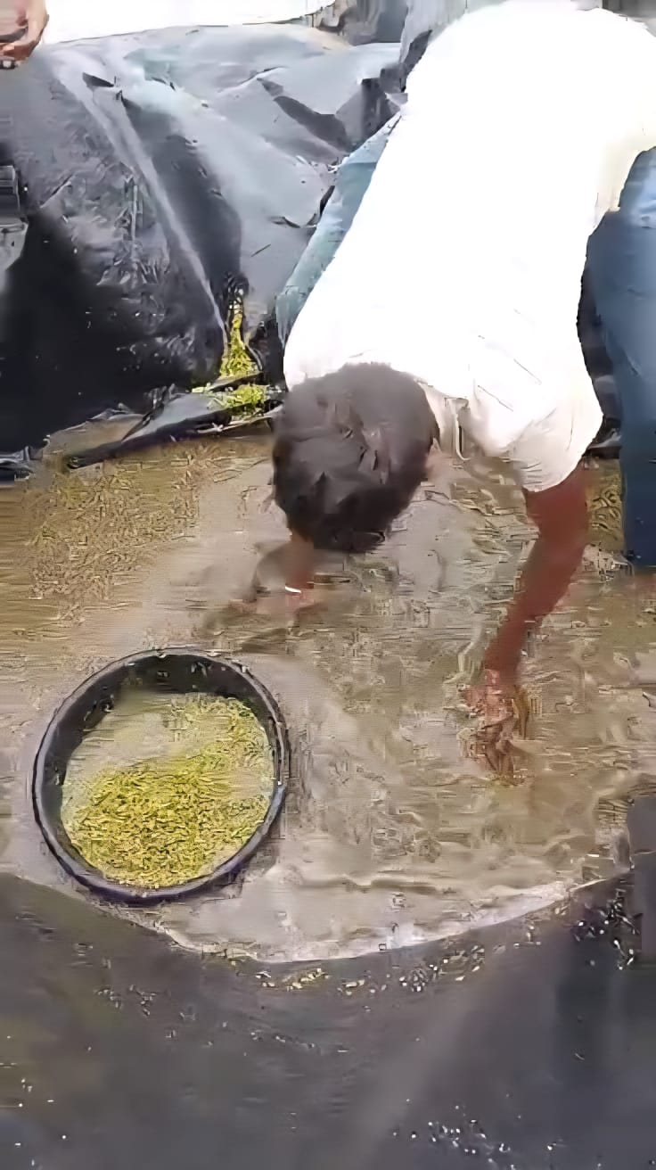 ಮಳೆ ನೀರಲ್ಲಿ ಮುಳುಗಿದ ಹೆಸರು ಕಾಳು ಕೈಯಿಂದ ತುಂಬುತ್ತಿರುವುದು
