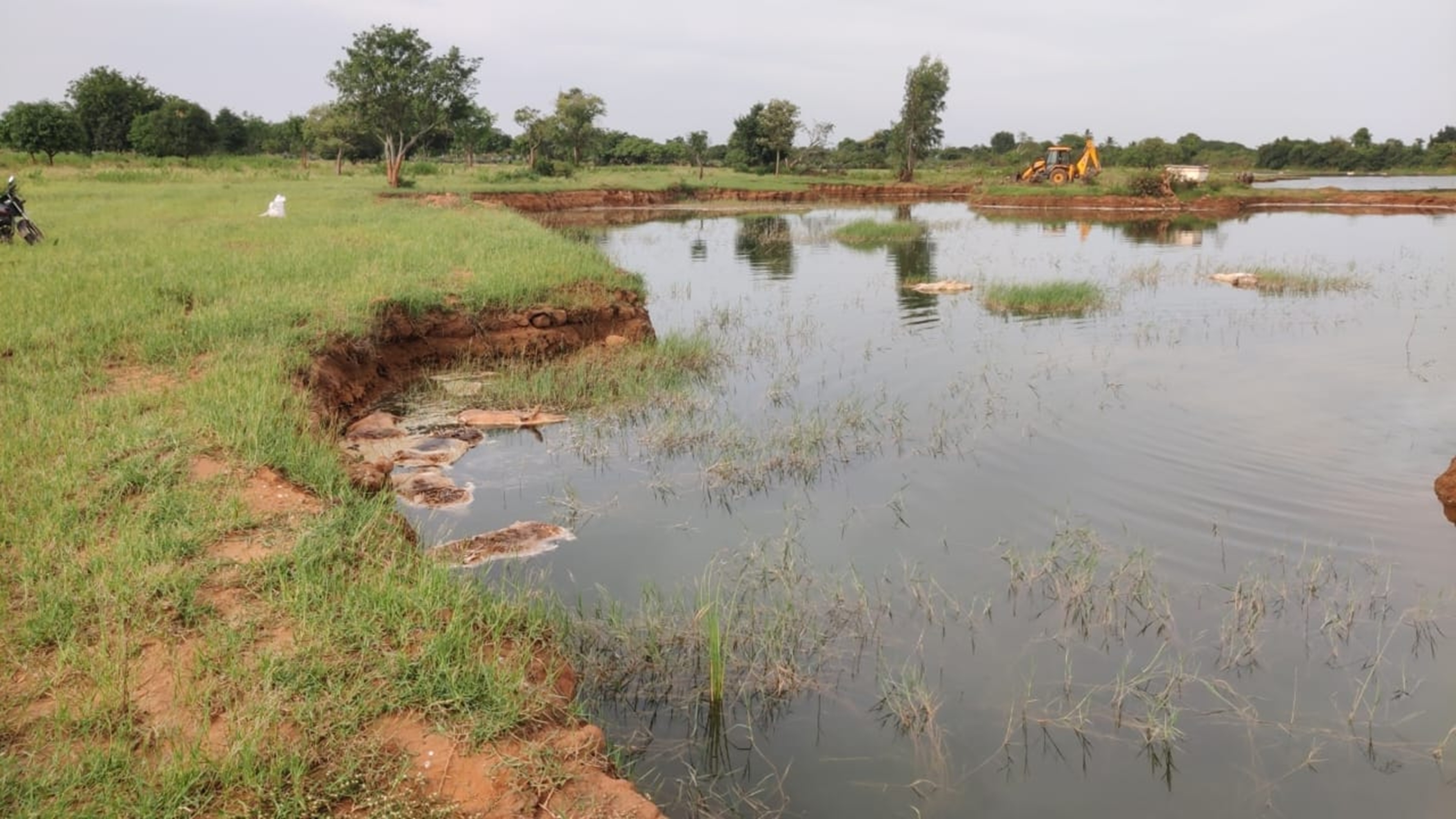 ಸತ್ತ ಹಂದಿಗಳನ್ನು ಕೆರೆಯಲ್ಲಿ ಎಸೆದಿರುವುದು