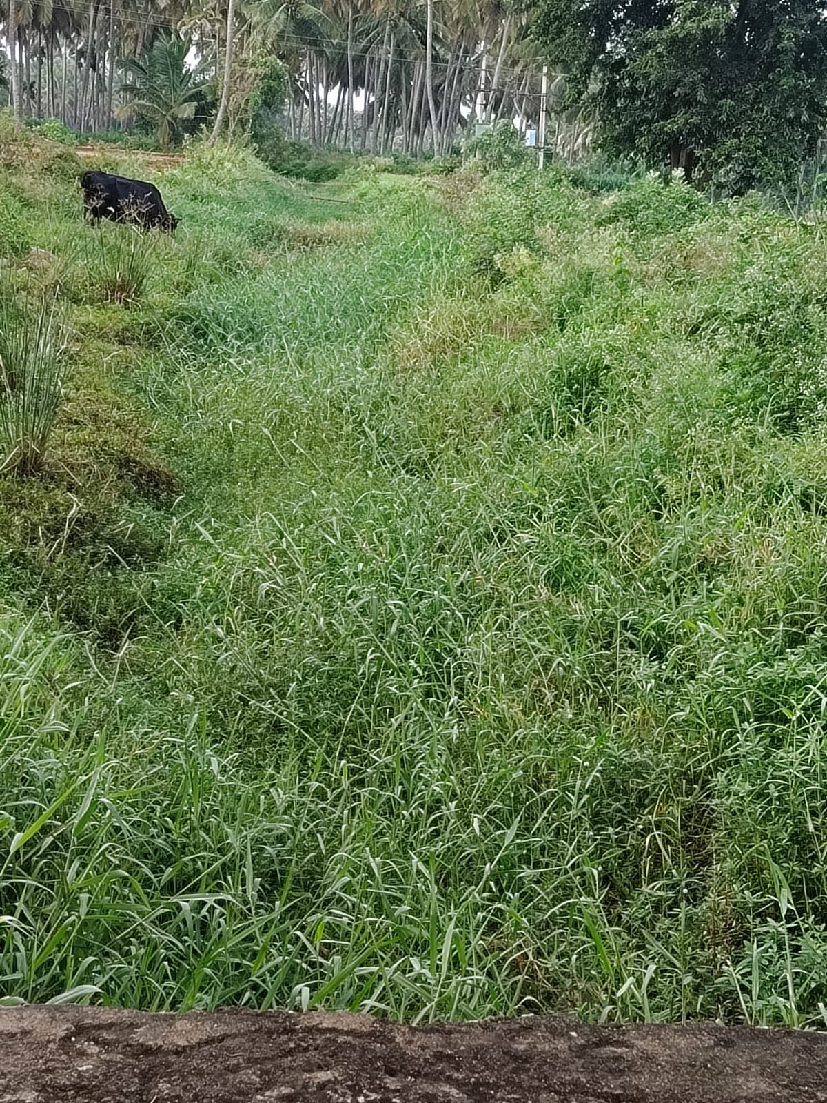 ನಾಲೆಯ ಸ್ಥಿತಿ
