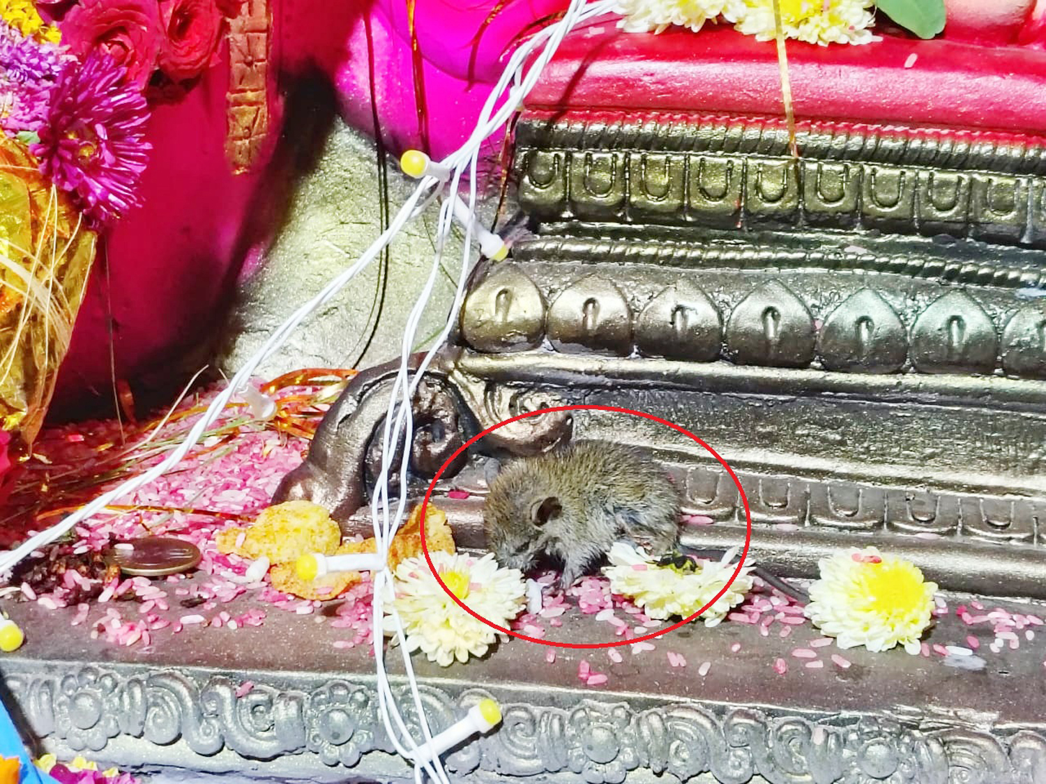 ನರೇಗಲ್‌ ಸಮೀಪದ ತೋಟಗಂಟಿ ಗ್ರಾಮದ ಅನ್ನದಾನೇಶ್ವರ ಯುವಕ ಮಂಡಳಿಯವರು ಪ್ರತಿಷ್ಠಾಪಿಸಿರುವ ಸಾರ್ವಜನಿಕ ಗಣಪತಿ ಮೂರ್ತಿ ಬಳಿಯಿರುವ ಇಲಿ ಮರಿ