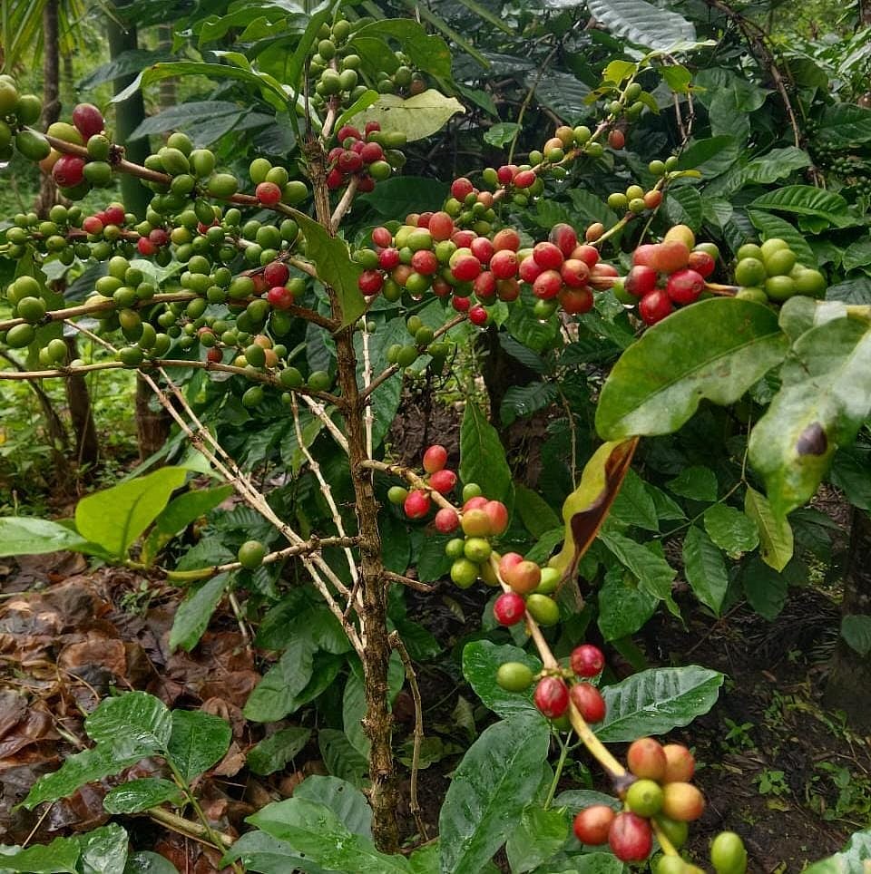 ಮೂಡಿಗೆರೆ | ಬೆಳೆಗಾರರಿಗೆ ಕಾಫಿ ಕಹಿಯಾಗುವ ಆತಂಕ