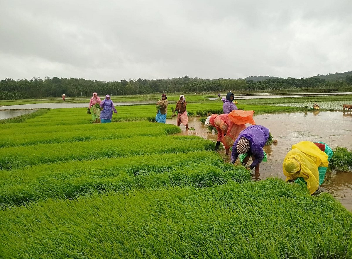 ಕುಸಿದ ನಾಟಿ ಪ್ರದೇಶ; ಆಹಾರ ಬೆಳೆಗೆ ನಿರಾಸಕ್ತಿ