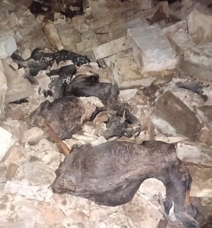 Karnataka Rains | ಚಿತ್ತಾಪುರದಲ್ಲಿ ಕೊಟ್ಟಿಗೆ ಕುಸಿದು 40 ಮೇಕೆಗಳು ಸಾವು