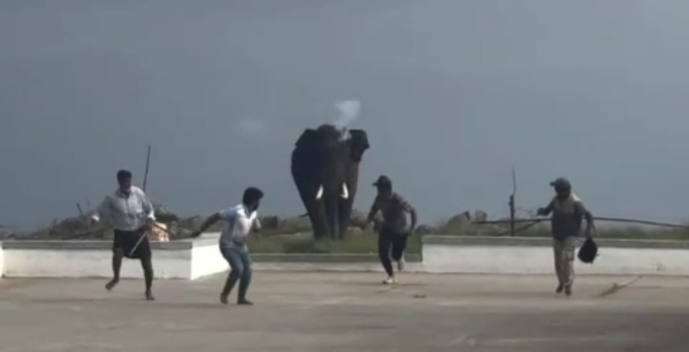 ಗುಂಡ್ಲುಪೇಟೆ ತಾಲ್ಲೂಕಿನ ಹಿಮವದ್ ಗೋಪಾಲಸ್ವಾಮಿ ದೇವಾಲಯದ ಆವರಣದಲ್ಲಿ ಈಚೆಗೆ ಕಾಡಾನೆ ಜನರನ್ನು ಅಟ್ಟಿಸಿಕೊಂಡು ಬಂದಿದ್ದ ದೃಶ್ಯ