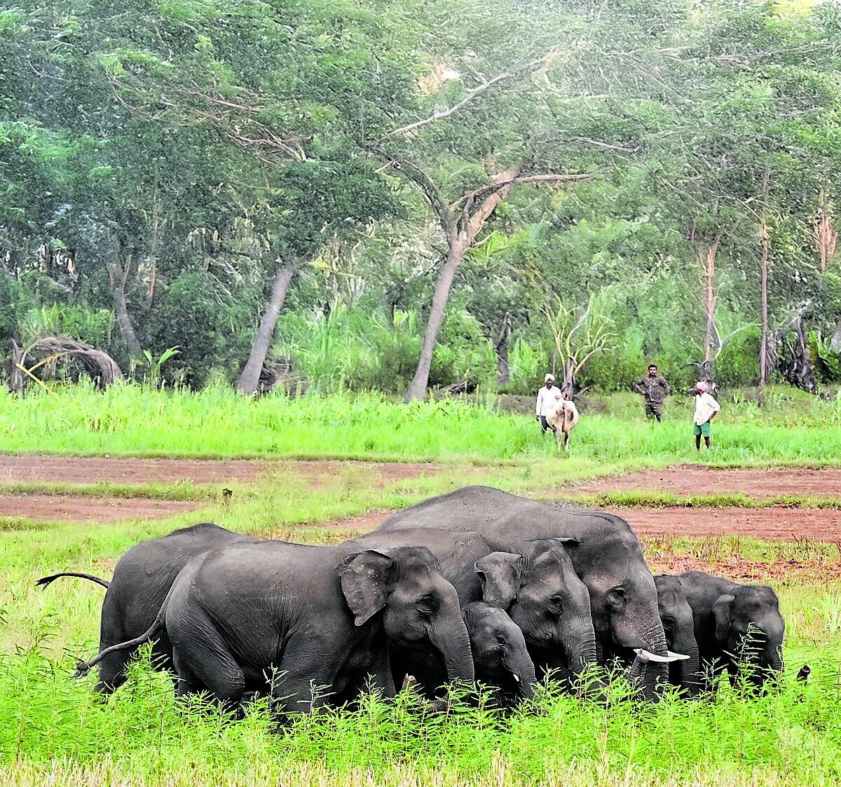 Elephant Attack | ಆನೆ ದಾಳಿ ಸಂತ್ರಸ್ತರ ಅರಣ್ಯ ರೋದನ
