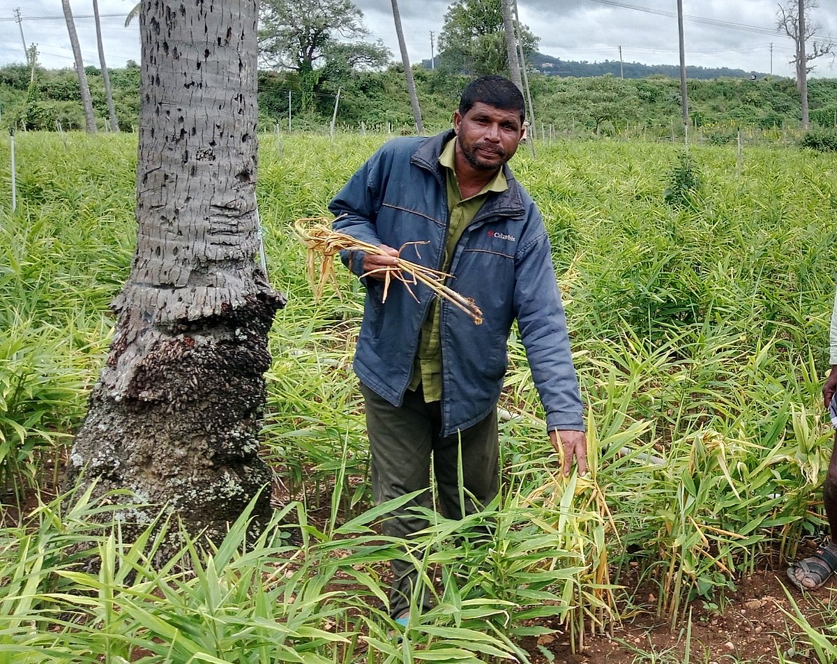 ಹಳೇಬೀಡು: ಶುಂಠಿಗೆ ಕಾಡುತ್ತಿರುವ ರೋಗ ಬಾಧೆ