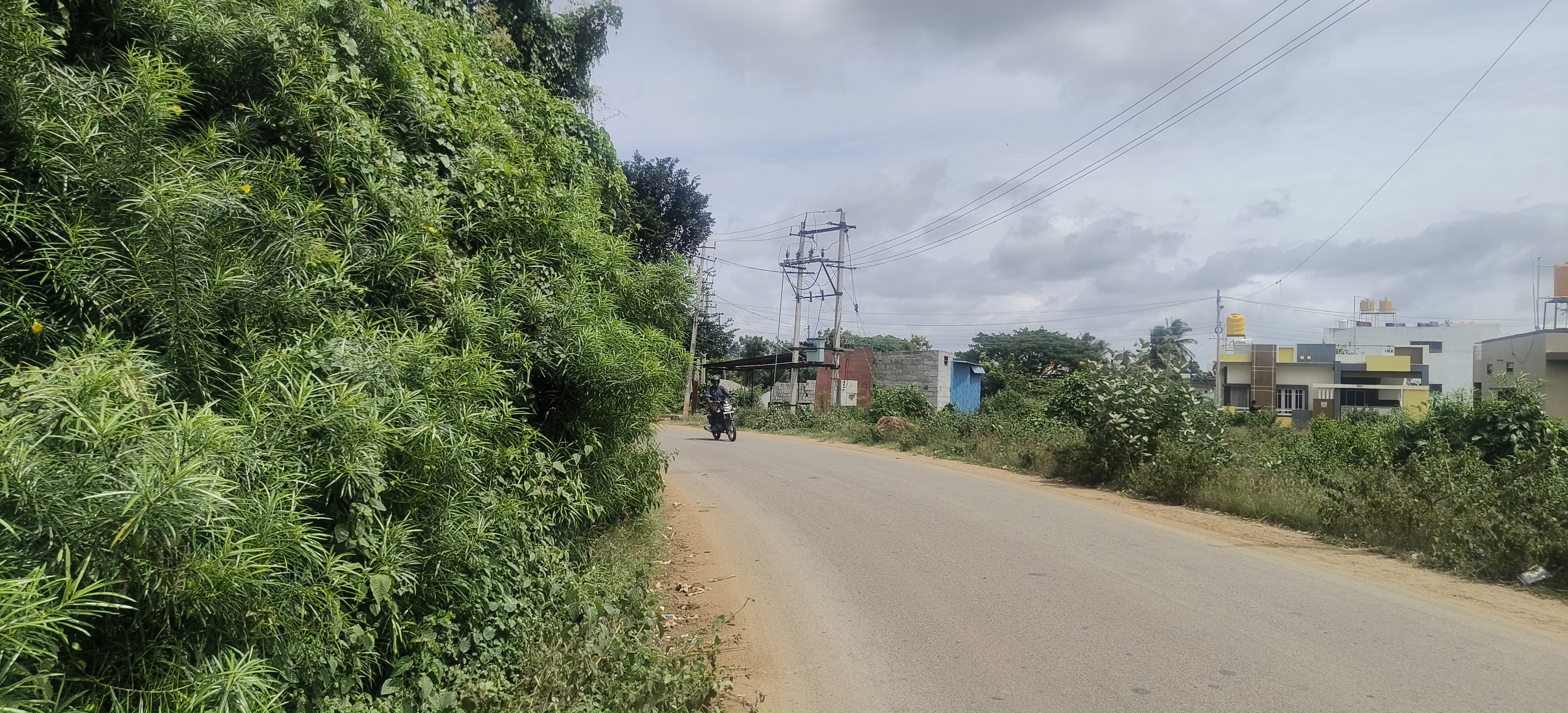 ಕೊಳ್ಳೇಗಾಲದ ರಸ್ತೆಯ ಬದಿ ಬೆಳೆದಿರುವ ಕಳೆಗಿಡಗಳು