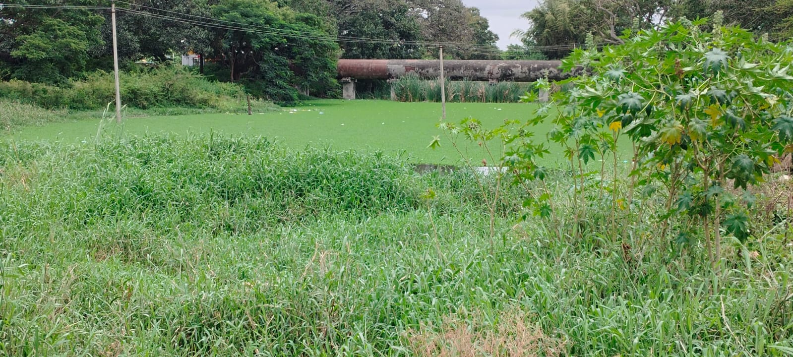 ಕೆರೆಯ ಕೊಡಿಯ ಬಳಿ ನೀರು ಹಸಿರು ಬಣ್ಣಕ್ಕೆ ತಿರುಗಿ ದುರ್ನಾತ ಬೀರುತ್ತಿದೆ