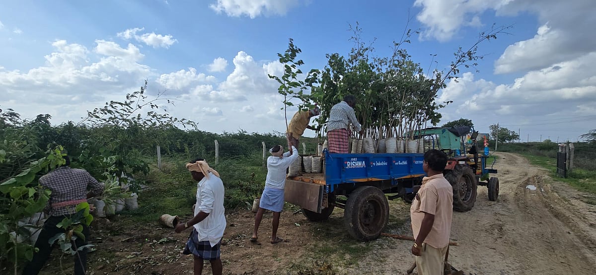 Green Karnataka plans: ‘ಹಸಿರು ಧಾರವಾಡ’ಕ್ಕಾಗಿ ನೆಡುತೋಪು