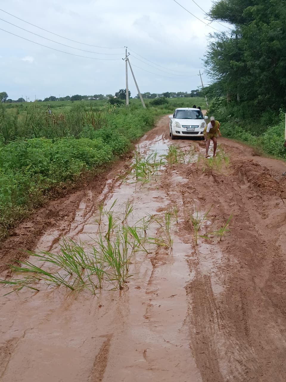 ಯರಗೋಳ ವ್ಯಾಪ್ತಿಯ ಹೋರುಂಚ ಗ್ರಾಮಕ್ಕೆ ಸಂಪರ್ಕ ಕಲ್ಪಿಸುವ ಕೆಸರುಮಯ ರಸ್ತೆಯಲ್ಲಿ ಭತ್ತ ನಾಟಿ ಮಾಡಿರುವುದು