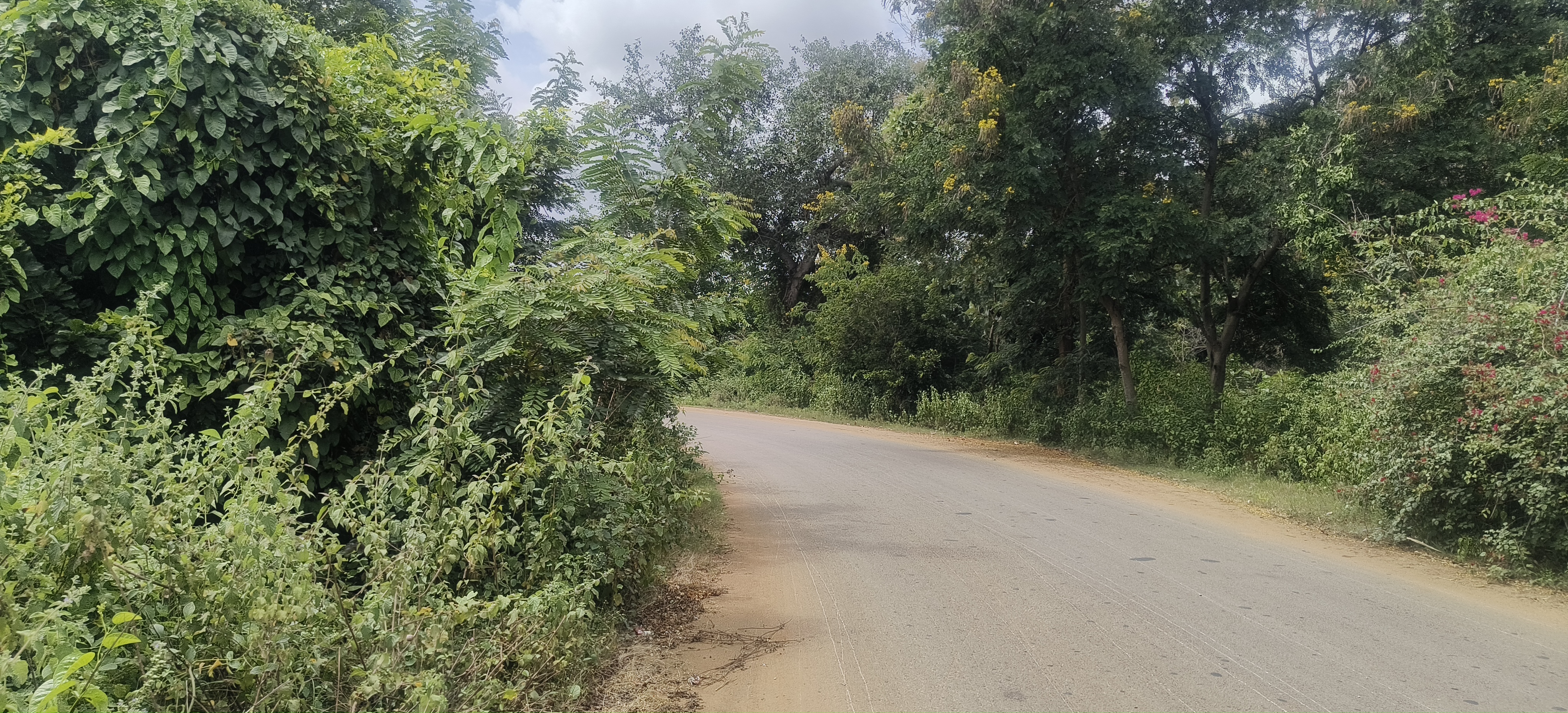 ಕೊಳ್ಳೇಗಾಲ ನಗರದ ಪ್ರಮುಖ ರಸ್ತೆಯ ಬದಿ ಕಳೆಗಿಡಗಳು ಬೆಳೆದು ಎದುರಿಗೆ ಬರುವ ವಾಹನಗಳು ಕಾಣಿಸದಷ್ಟು ಆವರಿಸಿಕೊಂಡಿರುವ ದೃಶ್ಯ