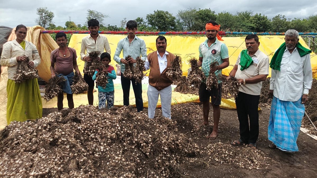 ರಾಣೆಬೆನ್ನೂರು | ನಿರಂತರ ಮಳೆ: ಬೆಳ್ಳುಳ್ಳಿ ಬೆಳೆ ಹಾನಿ

