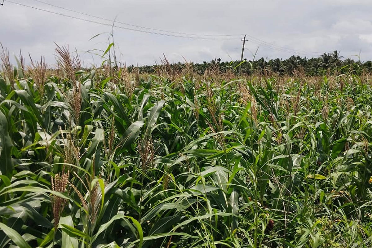 ಚನ್ನಗಿರಿ | ಮೆಕ್ಕೆಜೋಳ: ಈ ಬಾರಿ ಬಂಪರ್ ಇಳುವರಿ ನಿರೀಕ್ಷೆ