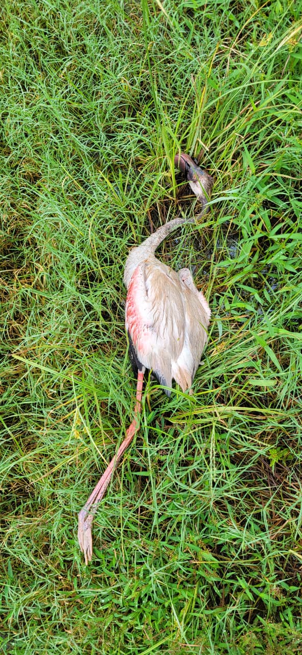 ಲೆಸ್ಸರ್‌ ಫ್ಲೆಮಿಂಗೊ ಕಳೇಬರ