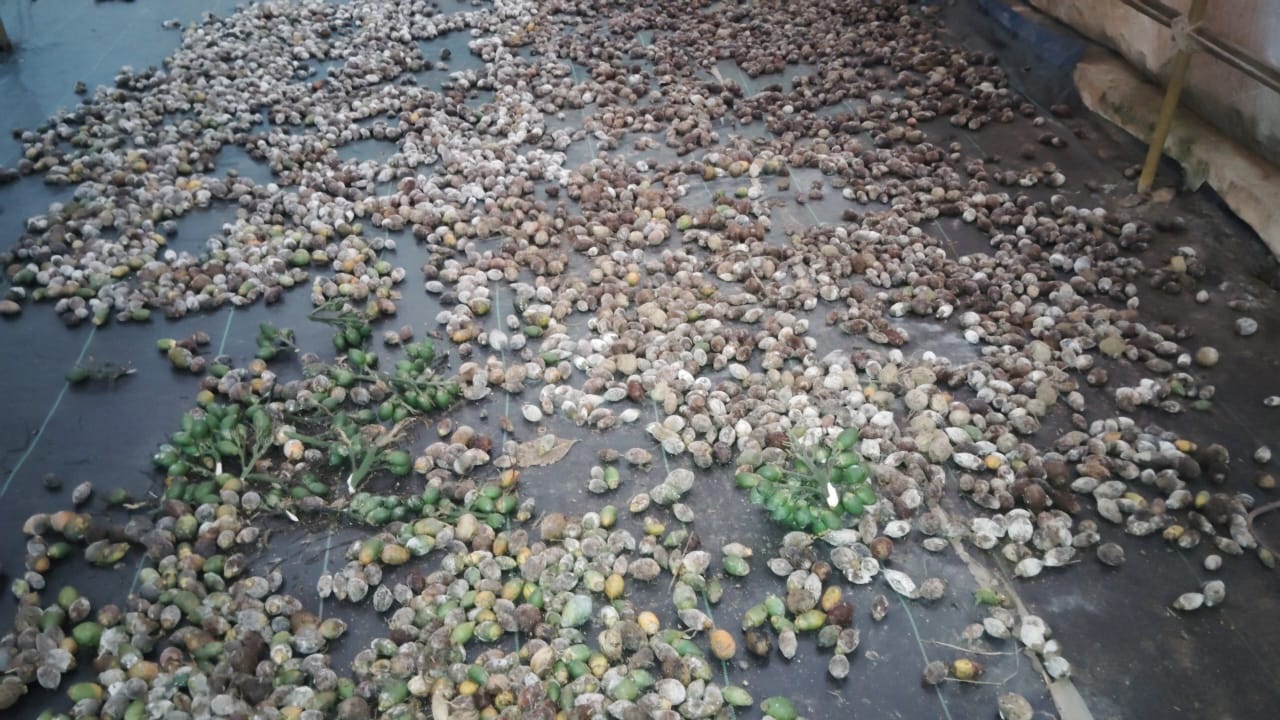 ಉದುರಿ ಬಿದ್ದಿರುವ ಎಳೆ ಅಡಿಕೆ