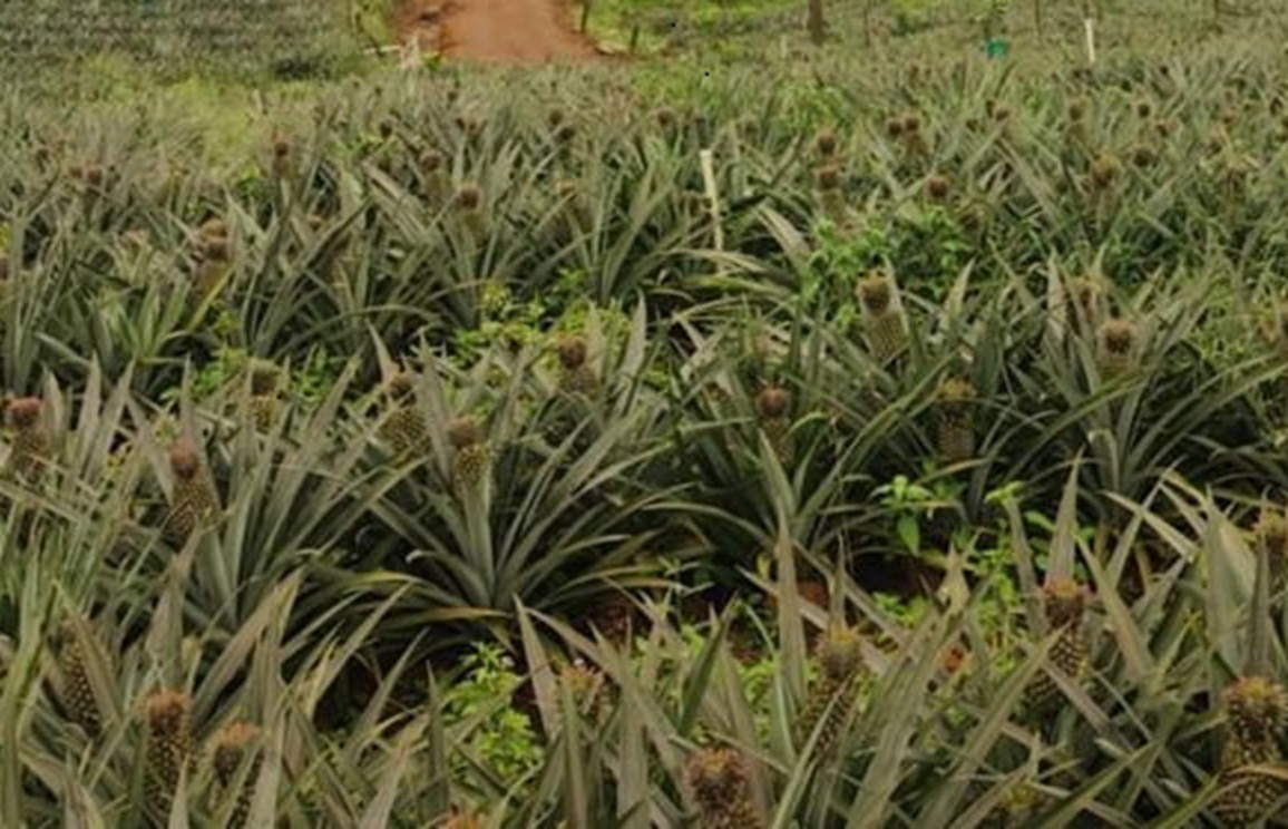 ಅನಾನಸ್‌ ಬೆಳೆ