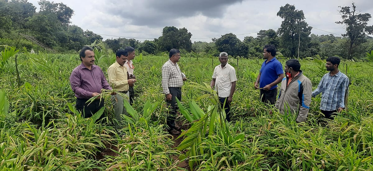 ಶಿರಸಿ | ಶುಂಠಿಗೆ ಎಲೆಚುಕ್ಕಿ: ನಿರ್ವಹಣೆಗೆ ಸಲಹೆ