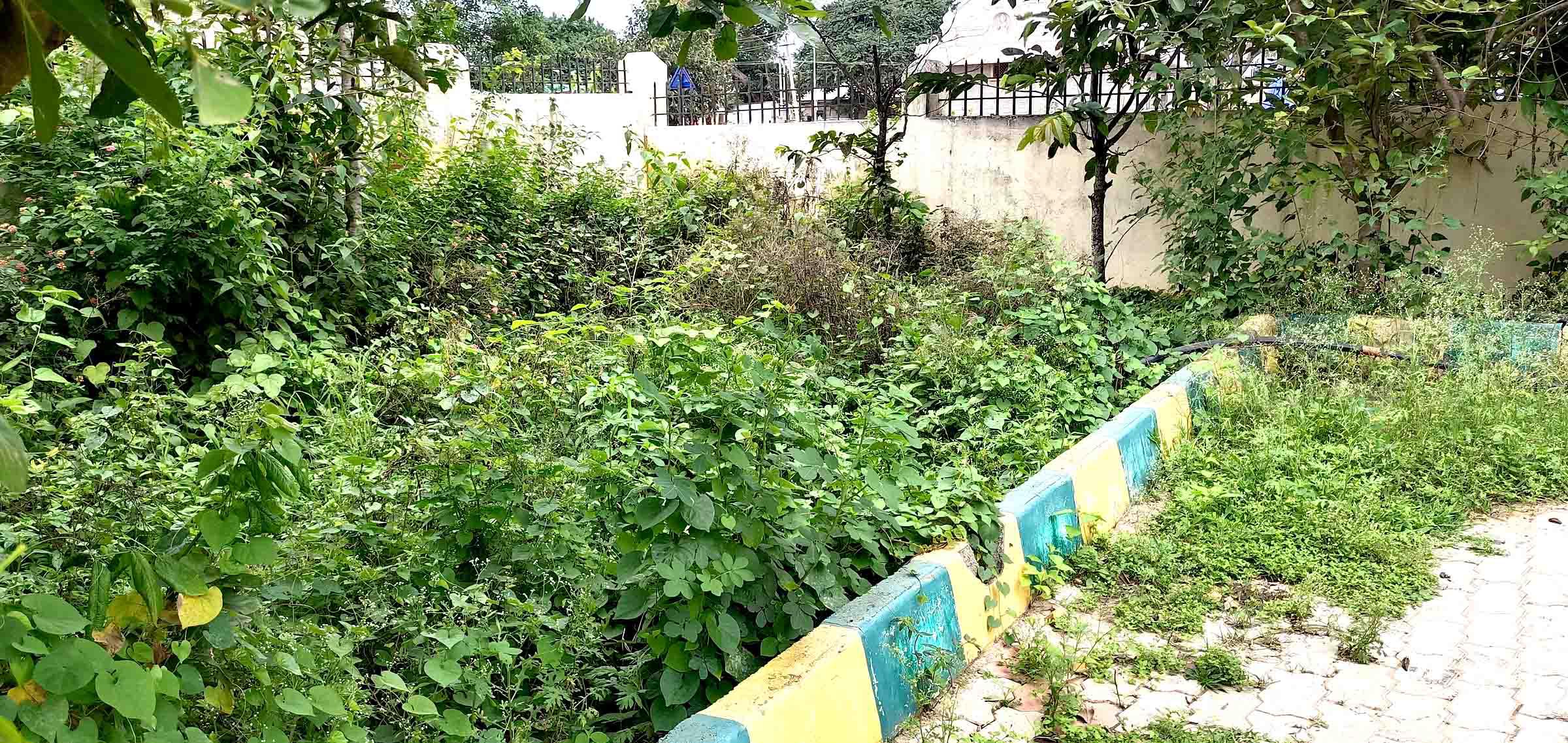 ಉದ್ಯಾನವನದ ಒಳಗೆ ಬೆಳೆದಿರುವ ಕಳೆ ಗಿಡಗಳು
