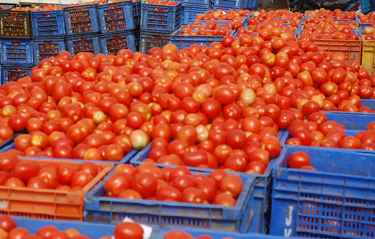 ಟೊಮೆಟೊ ದರ ದಿಢೀರ್‌ ಕುಸಿತ: ವಾರದ ಹಿಂದೆ ₹750 ಇದ್ದ ಬಾಕ್ಸ್‌ ₹300ಕ್ಕೆ ಇಳಿಕೆ! 