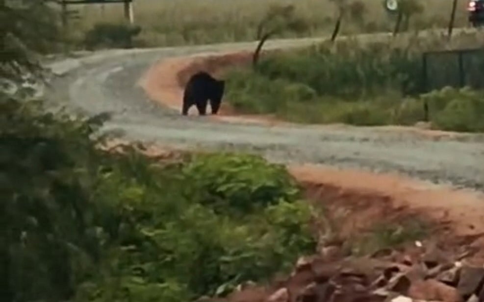 ಕನಕಗಿರಿ: ಹುಡೇಜಾಲಿ ಗ್ರಾಮದಲ್ಲಿ ಕರಡಿ ಪ್ರತ್ಯಕ್ಷ!