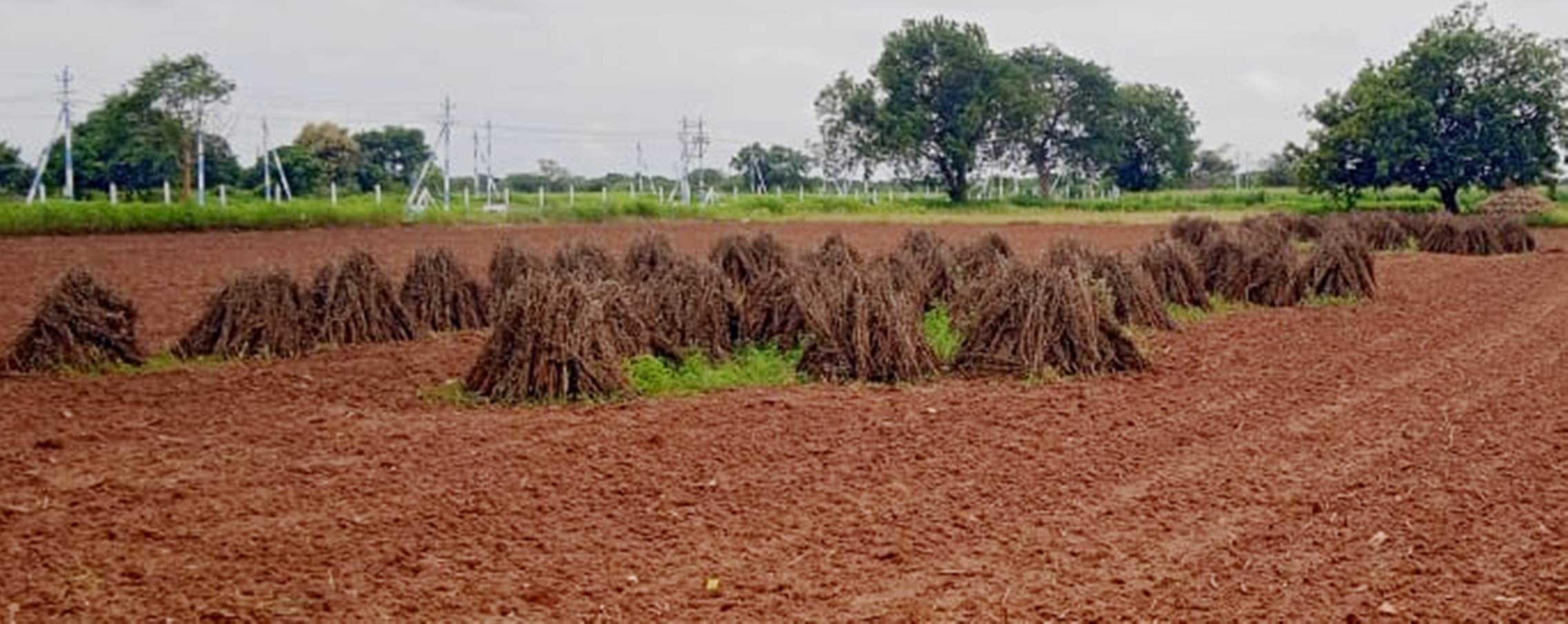 ಕುಷ್ಟಗಿ ಹೊರವಲಯದಲ್ಲಿ ಕೊಯಿಲು ಮಾಡಿದ ಎಳ್ಳಿನ ಗೂಡುಗಳು ಮಳೆಯಿಂದ ಕೊಳೆತಿರುವುದು