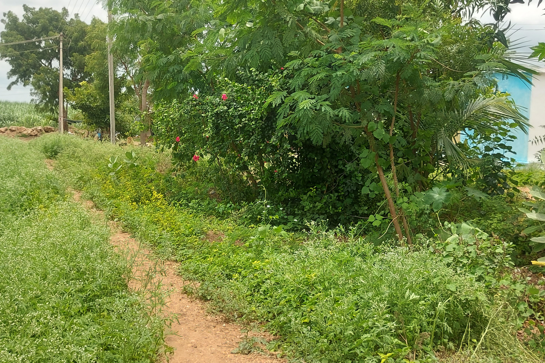 ನೆಲವಗಿ ಆಸರೆ ಬಡಾವಣೆಯ ಮನೆಯ ಮುಂದಿನ ರಸ್ತೆಯಲ್ಲಿ ಬೆಳೆದ ಹುಲ್ಲು