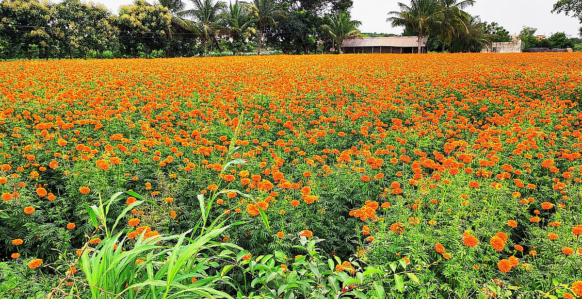 ಸಂಡೂರು | ಸಣ್ಣ ಹಿಡುವಳಿದಾರರ ಕೈಹಿಡಿದ ಚೆಂಡು ಹೂವು