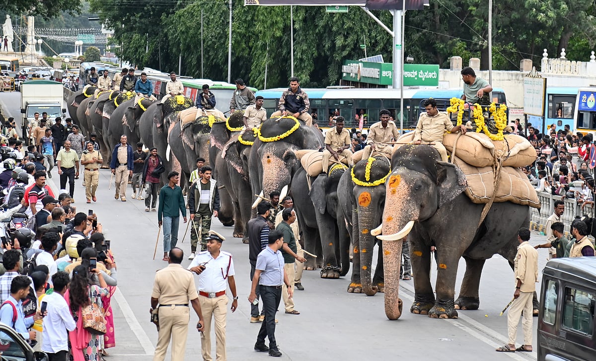 ಮೈಸೂರು ದಸರಾ|ಭಾರ ಹೊರುವ ತಾಲೀಮು ಶುರು: 500 ಕೆ.ಜಿ ಹೊತ್ತ ಕ್ಯಾಪ್ಟನ್‌ ಅಭಿಮನ್ಯು