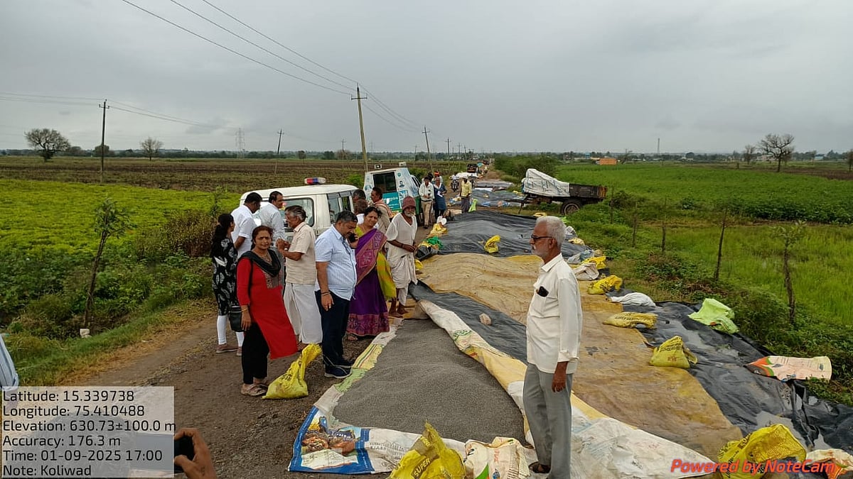 ಹುಬ್ಬಳ್ಳಿ | ಅತಿವೃಷ್ಟಿ: ಹೆಸರು, ಉದ್ದು ಇಳುವರಿ ಕುಂಠಿತ