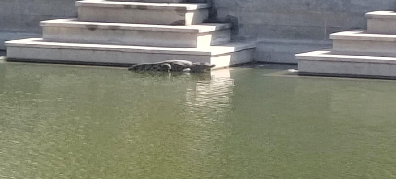 ಪಂಪಾಸರೋವರದ ಪುಷ್ಕರಣಿಯಲ್ಲಿ ಮೊಸಳೆ ಇರುವುದು