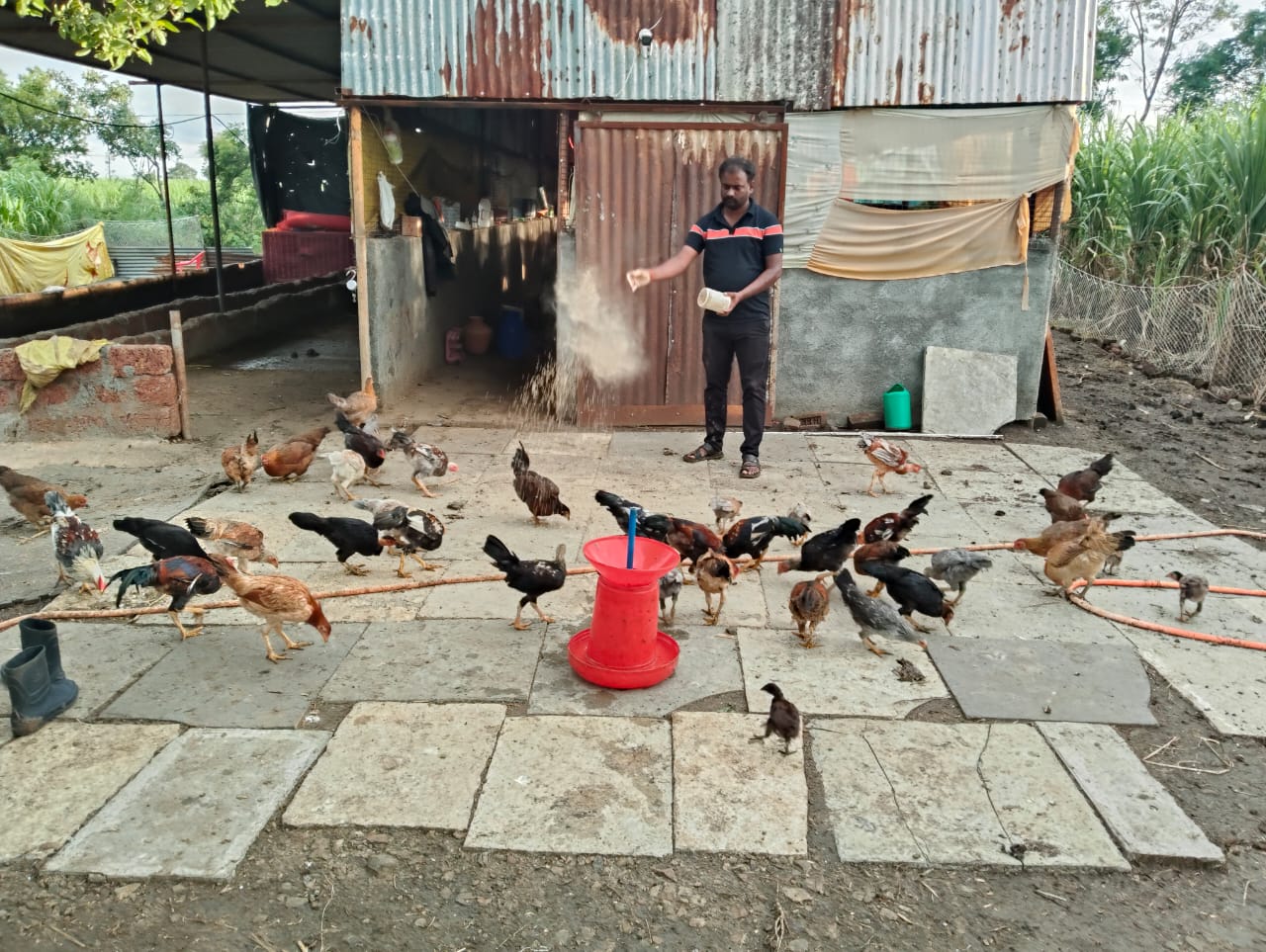 ಸಾಕಿದ ನಾಟಿ ಕೋಳಿಗಳಿಗೆ ಆಹಾರ ಹಾಕುತ್ತಿರುವುದು