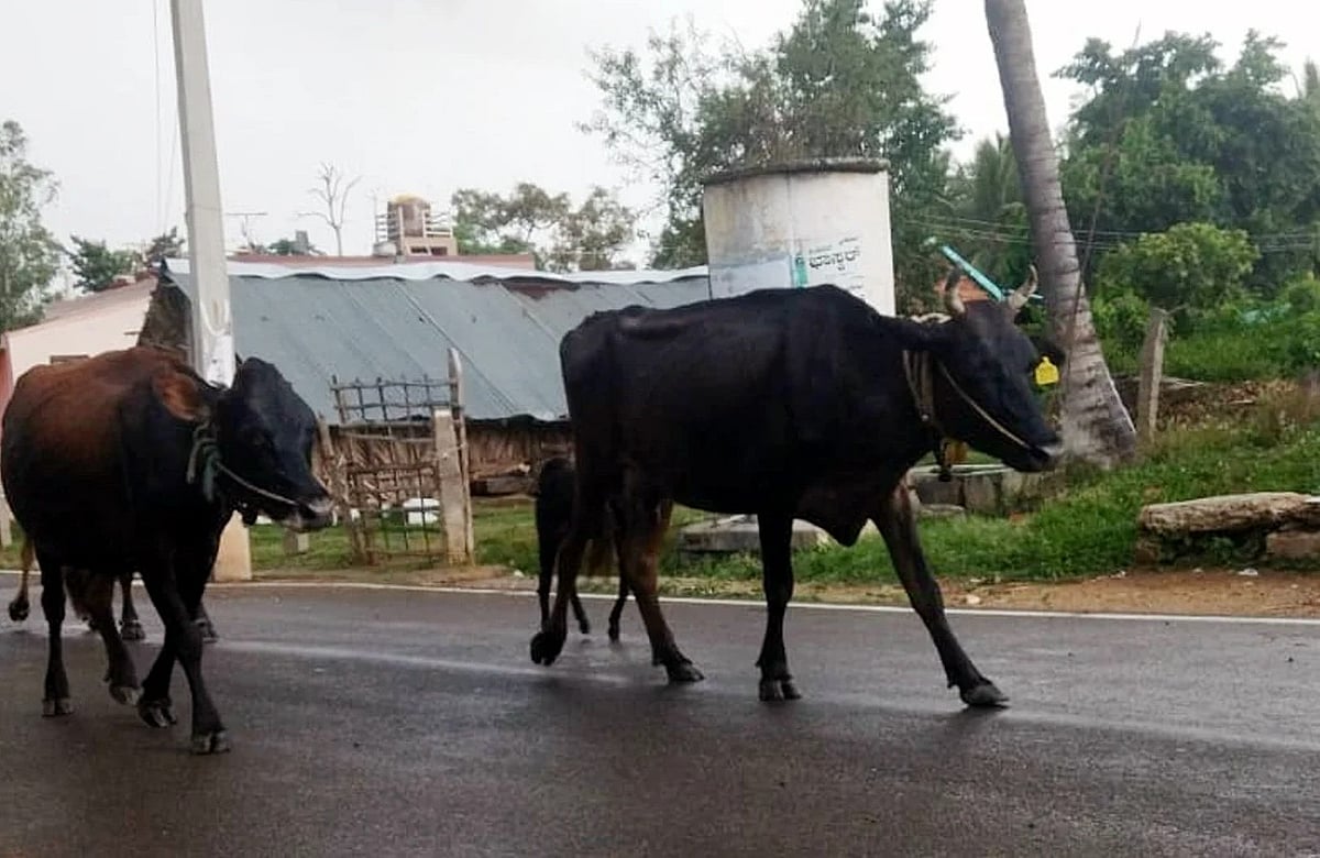 170 ಜಾನುವಾರುಗಳ ಉಸ್ತುವಾರಿ ವಹಿಸಿಕೊಂಡ ಪೊಲೀಸರು