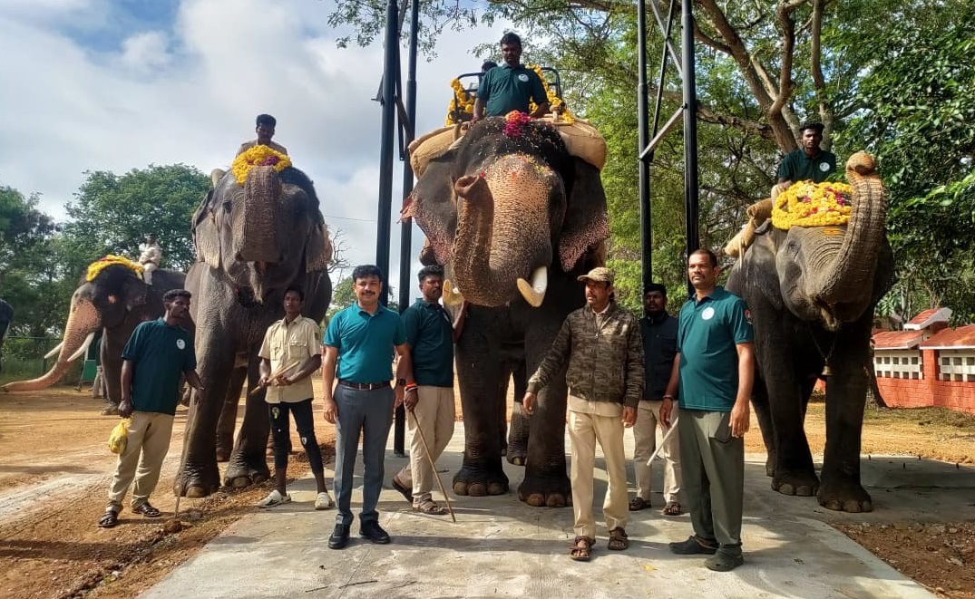 ಭಾರಹೊತ್ತು ಬನ್ನಿಮಂಟಪ ತಲುಪಿದ ಮಹೇಂದ್ರ ಜೊತೆ ಅರಣ್ಯ ಇಲಾಖೆ ಸಿಬ್ಬಂದಿ 