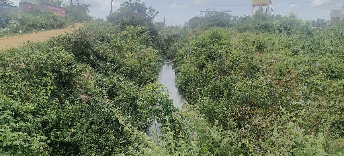 ಕೊಳ್ಳೇಗಾಲ: ನಾಲೆಗಳಲ್ಲಿ ಹೂಳು; ಕೇಳೋರಿಲ್ಲ ರೈತರ ಗೋಳು