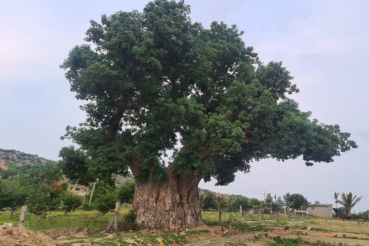 ಐದುನೂರು ವರ್ಷಗಳ ಅಪರೂಪದ ಮರವಿದು!