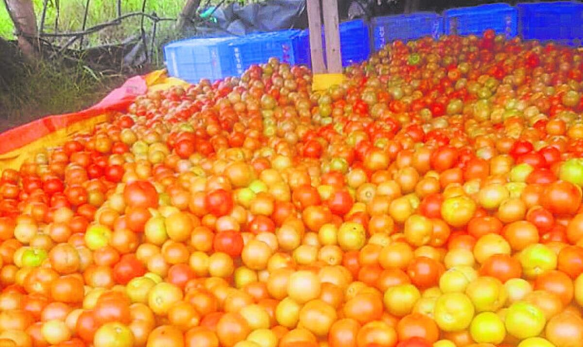 ವೇಮಗಲ್ | ಟೊಮೆಟೊ ಬೆಲೆ ಕುಸಿತ: ಕಂಗಾಲು